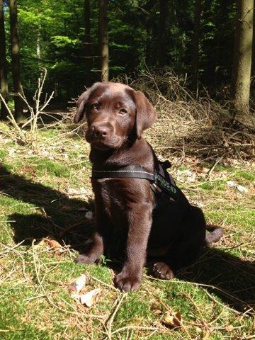 Labrador retriever Alba (R.I.P. 9/9-2016) billede 12