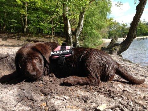 Labrador retriever Alba (R.I.P. 9/9-2016) billede 37