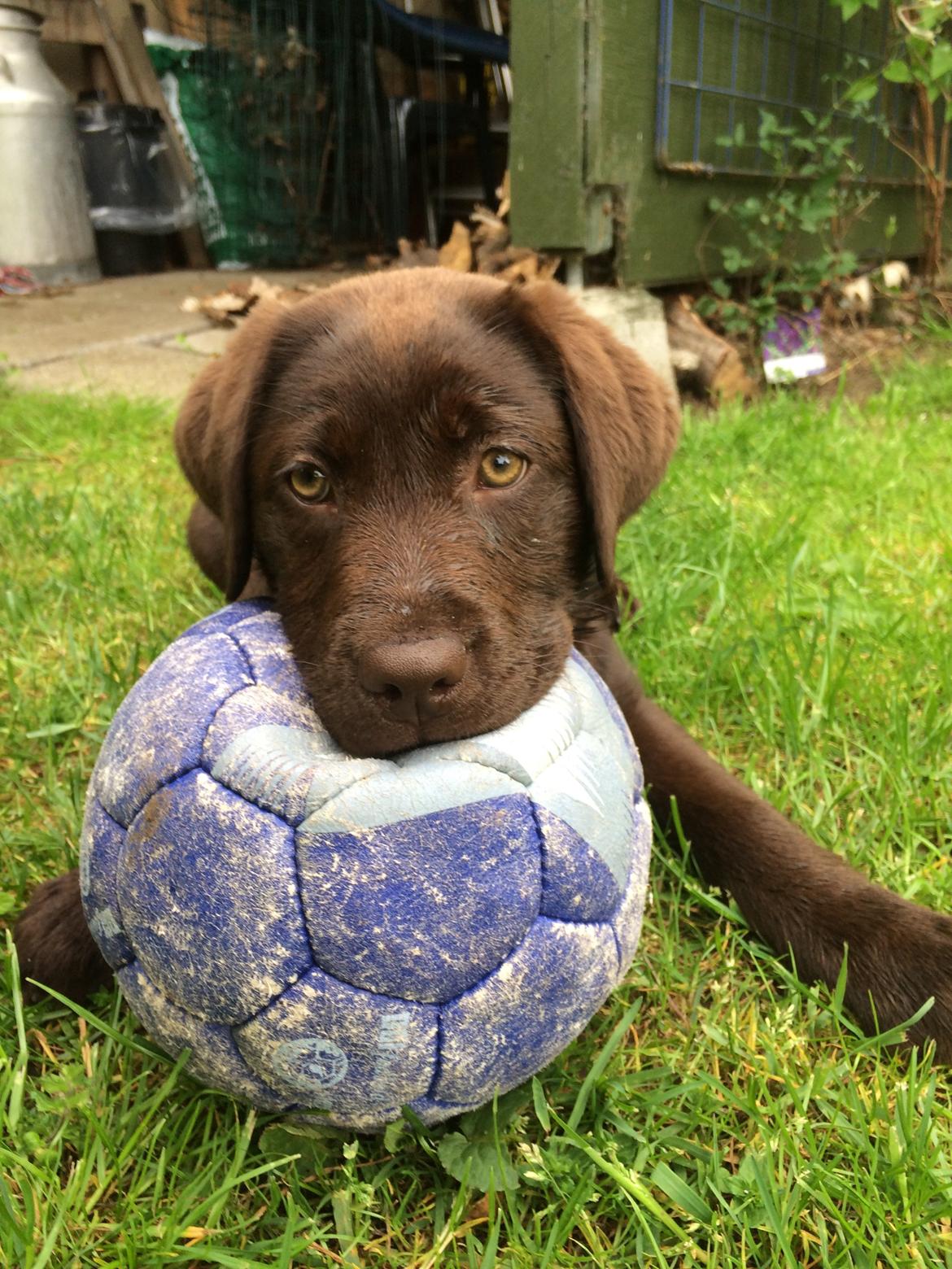 Labrador retriever Alba (R.I.P. 9/9-2016) billede 38