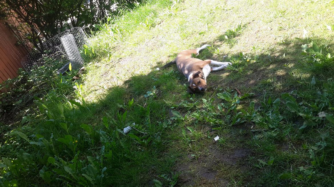 Blanding af racer coco - selvom der er sol skal skyggen også nydes.  billede 21