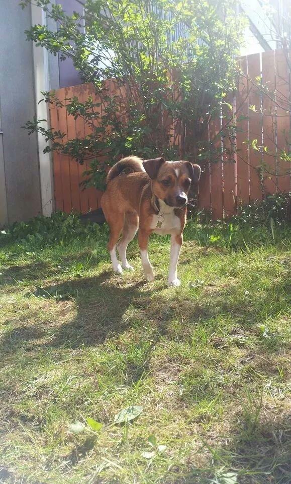 Blanding af racer coco - vi elsker haven billede 1