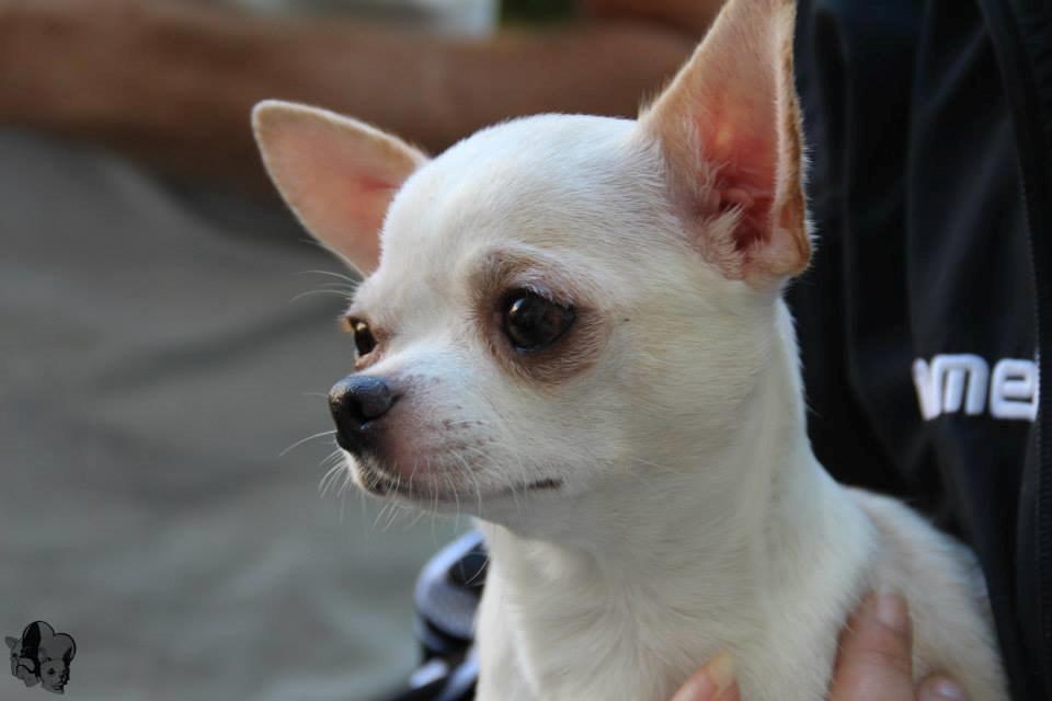 Chihuahua Imperial Luxury Belladonna - Donna - 20 maj 2014 billede 1