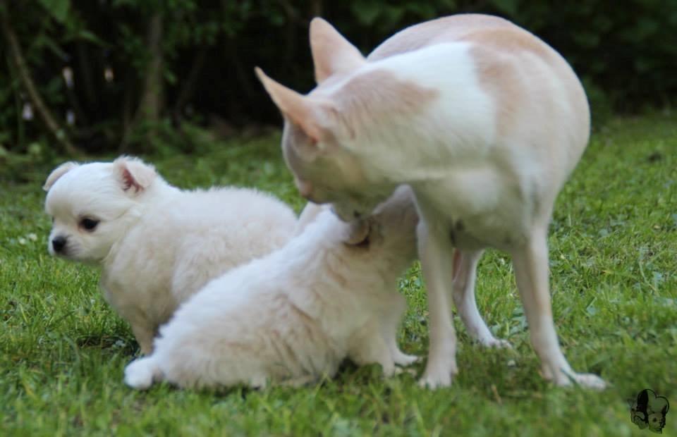 Chihuahua Imperial Luxury Belladonna - Donna - 20 maj 2014 - Donna med 2 af hendes smukke babyer fra vores B-kuld billede 20