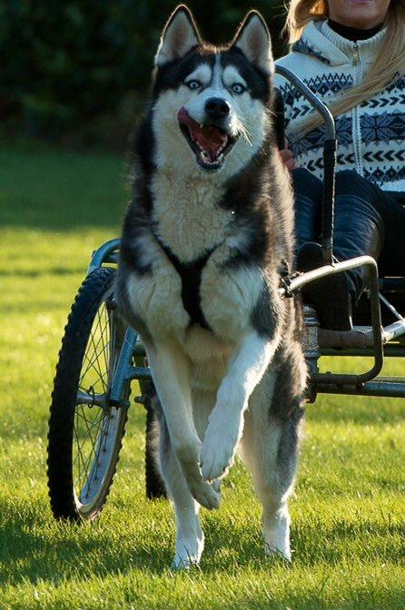 Siberian husky Tayson billede 19