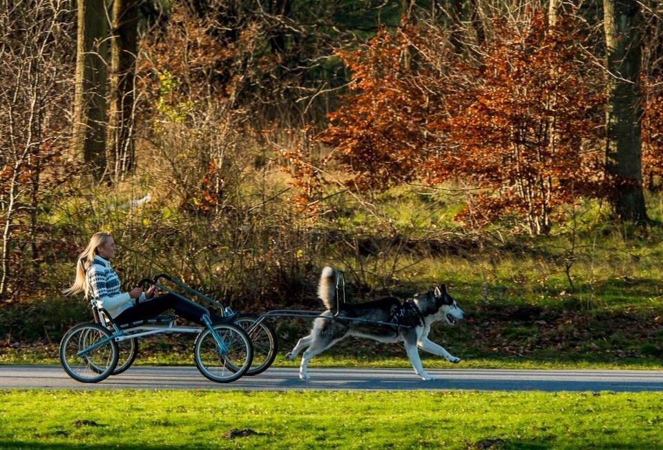 Siberian husky Tayson billede 20