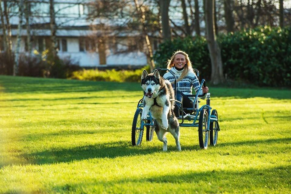 Siberian husky Tayson billede 21