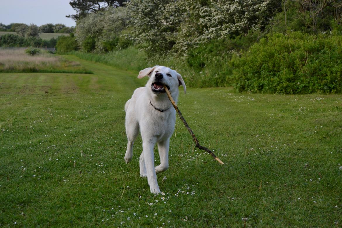 Blanding af racer Konrad - Labrador/Hvid Schæfer billede 4