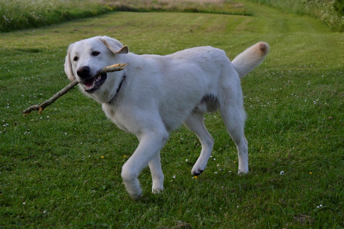 Blanding af racer Konrad - Labrador/Hvid Schæfer billede 9