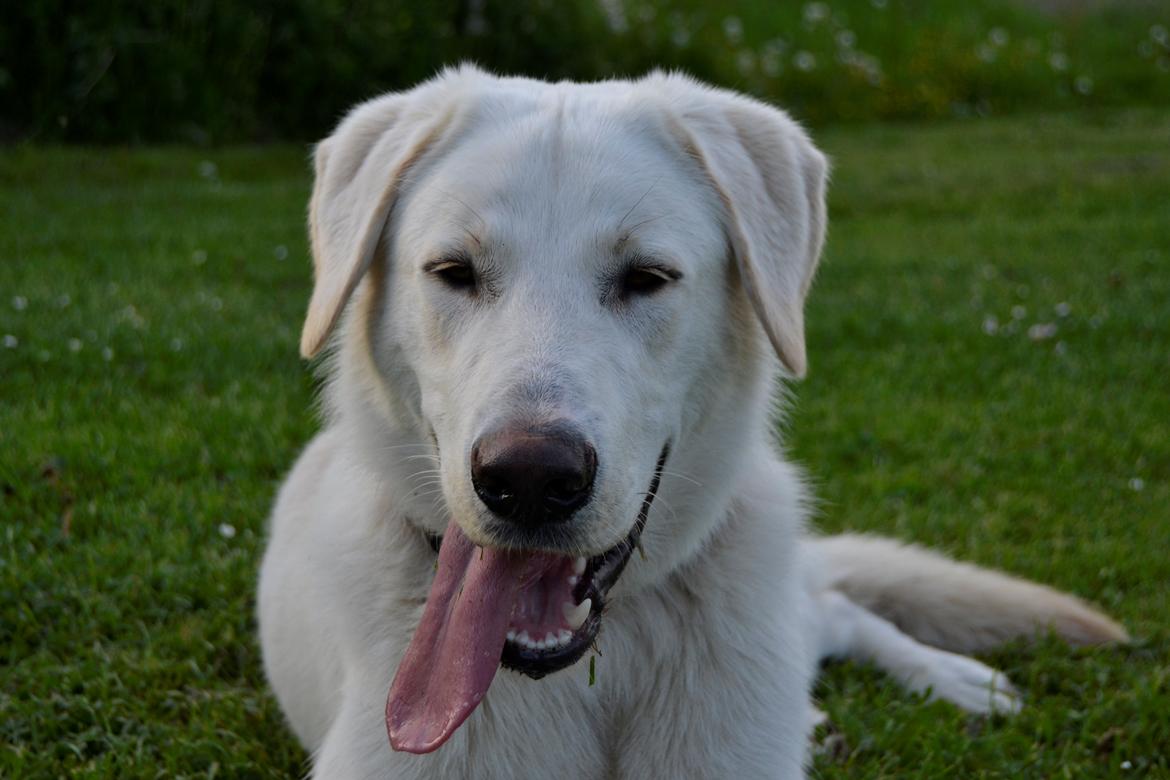 Blanding af racer Konrad - Labrador/Hvid Schæfer billede 10