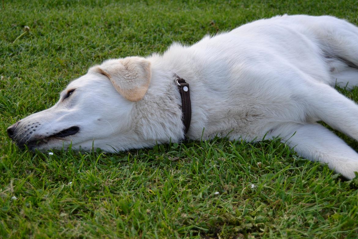 Blanding af racer Konrad - Labrador/Hvid Schæfer billede 11