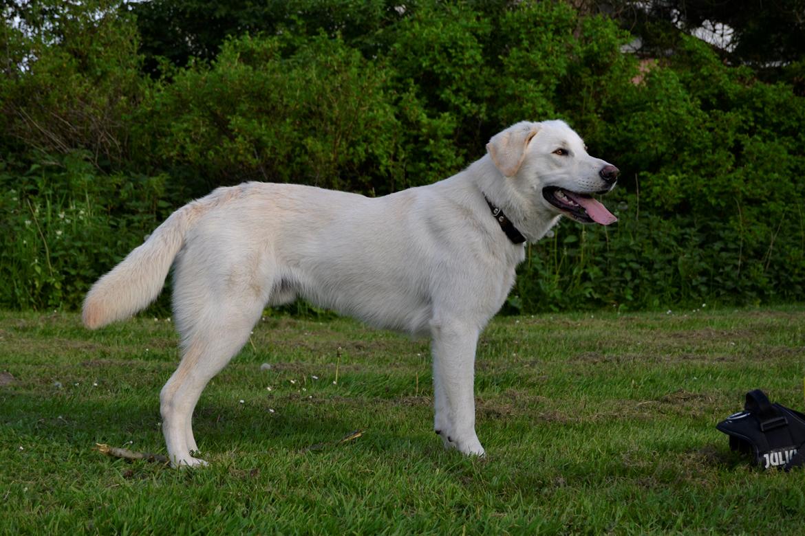 Blanding af racer Konrad - Labrador/Hvid Schæfer billede 14