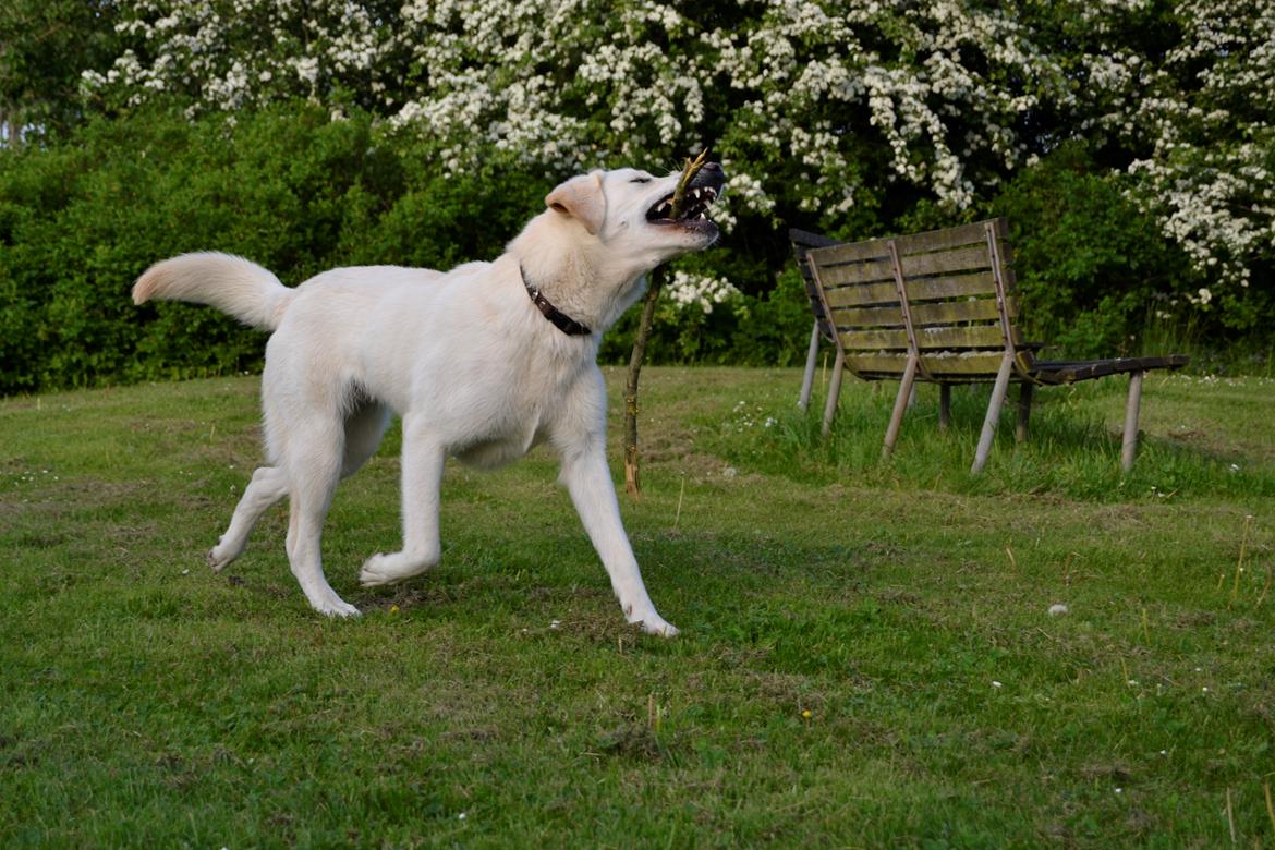 Blanding af racer Konrad - Labrador/Hvid Schæfer billede 16