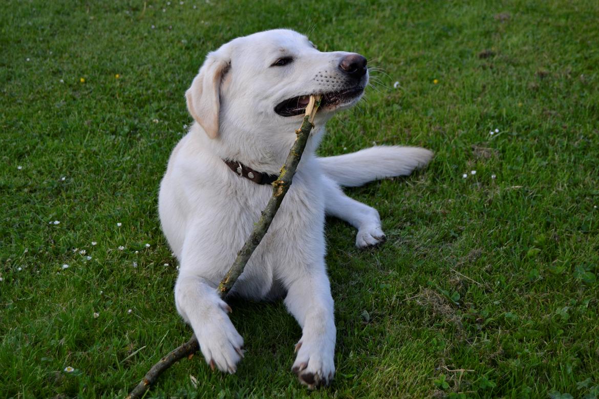 Blanding af racer Konrad - Labrador/Hvid Schæfer billede 8