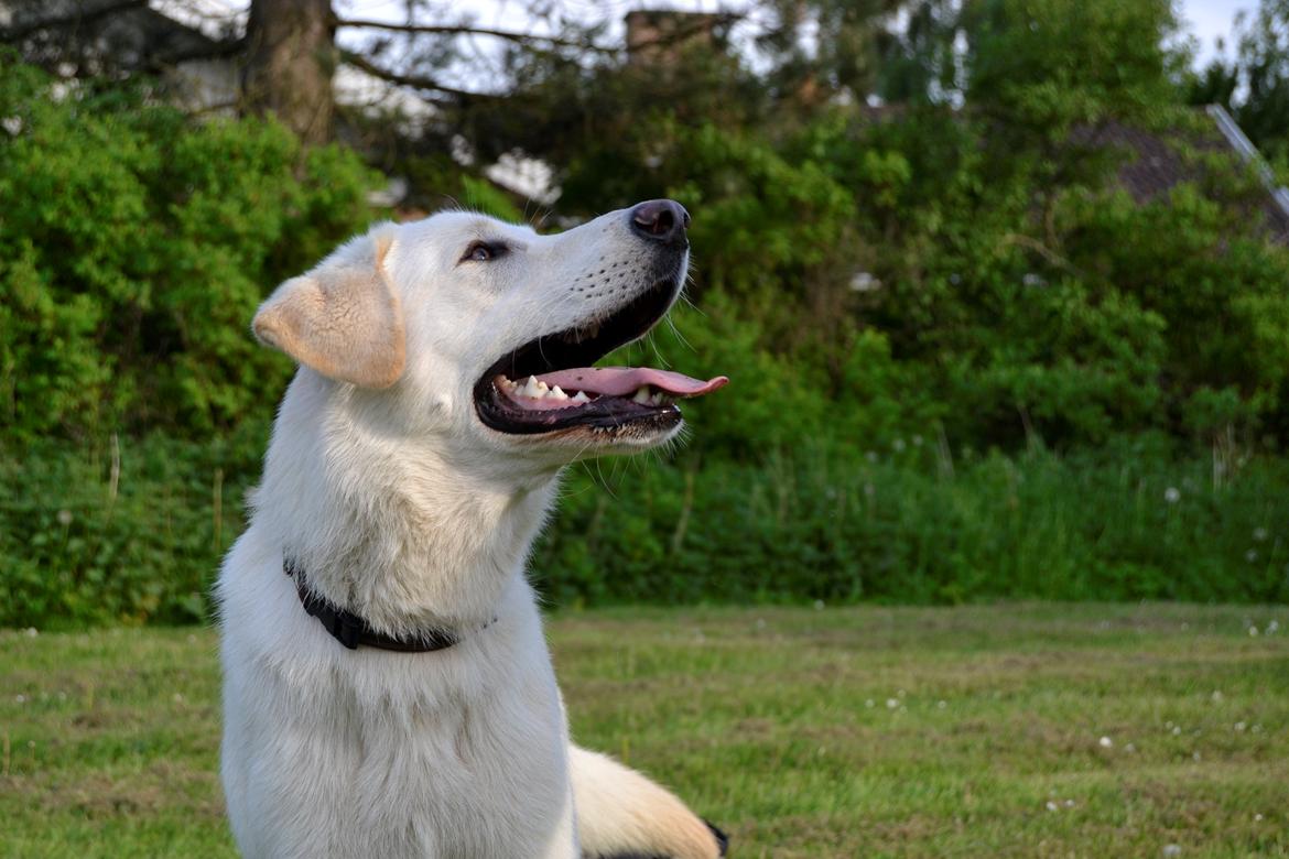 Blanding af racer Konrad - Labrador/Hvid Schæfer billede 2