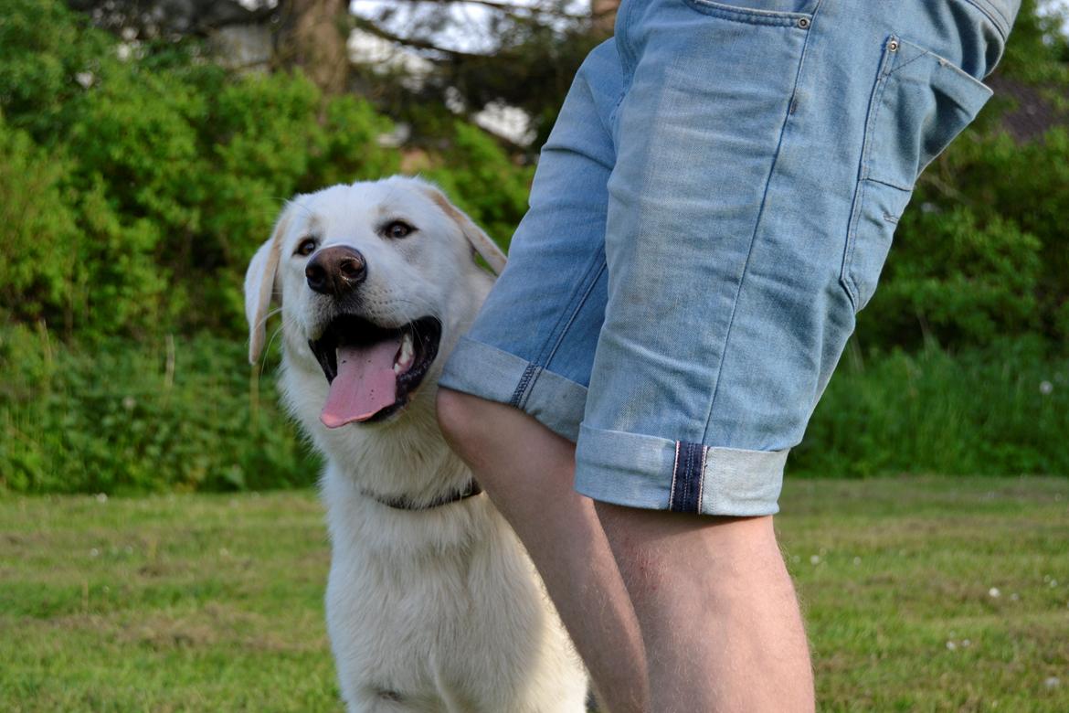 Blanding af racer Konrad - Labrador/Hvid Schæfer billede 18