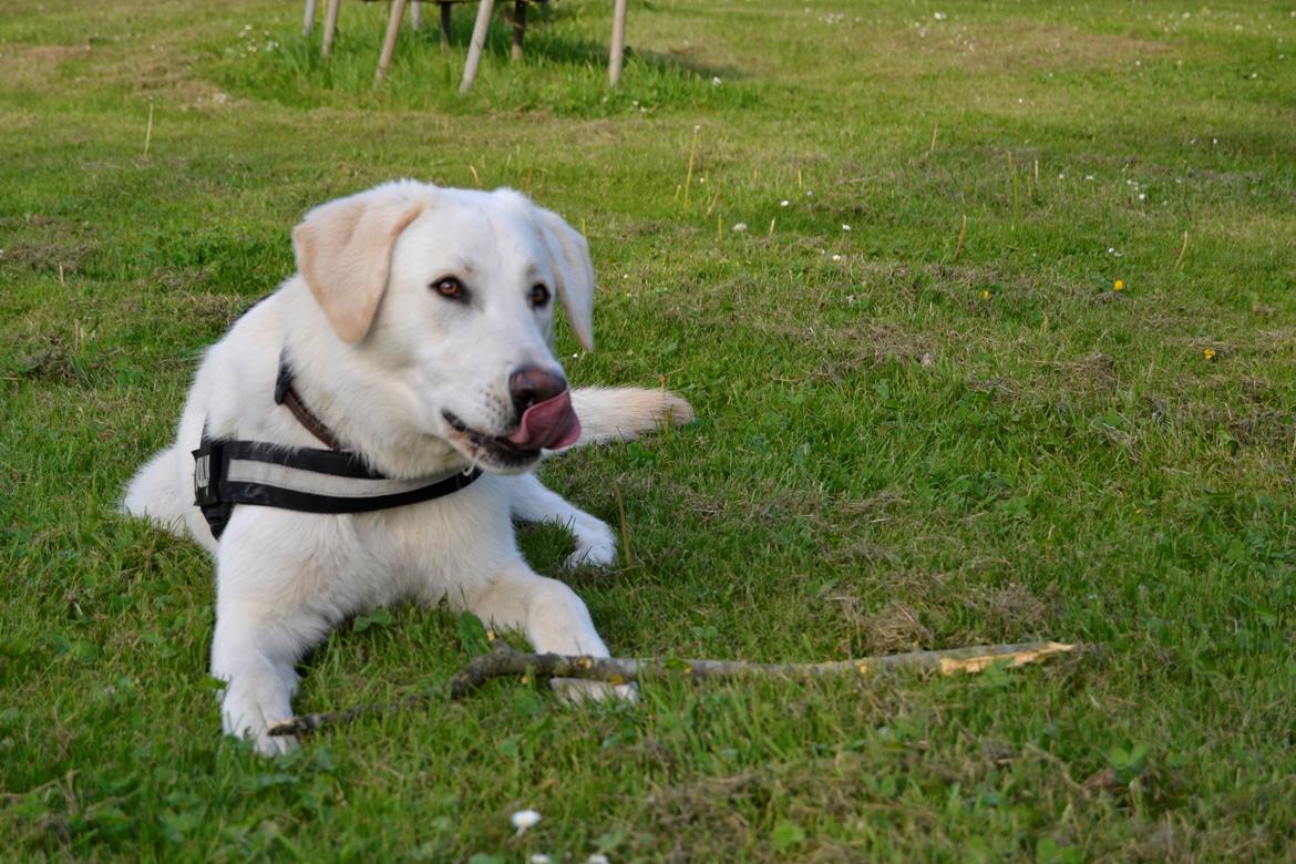 Blanding af racer Konrad - Labrador/Hvid Schæfer billede 19