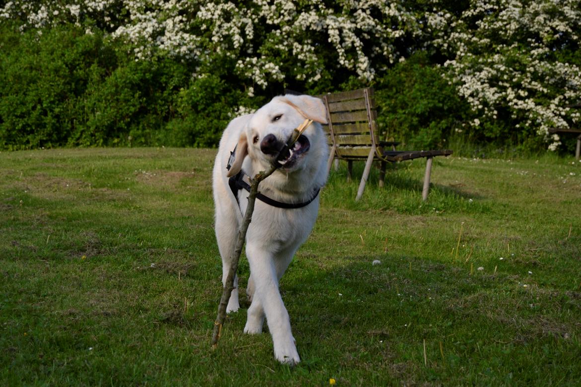 Blanding af racer Konrad - Labrador/Hvid Schæfer billede 20