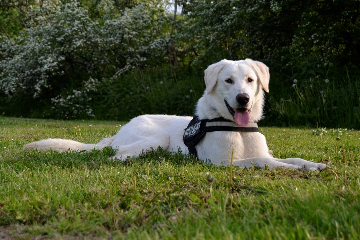 Blanding af racer Konrad - Labrador/Hvid Schæfer billede 12