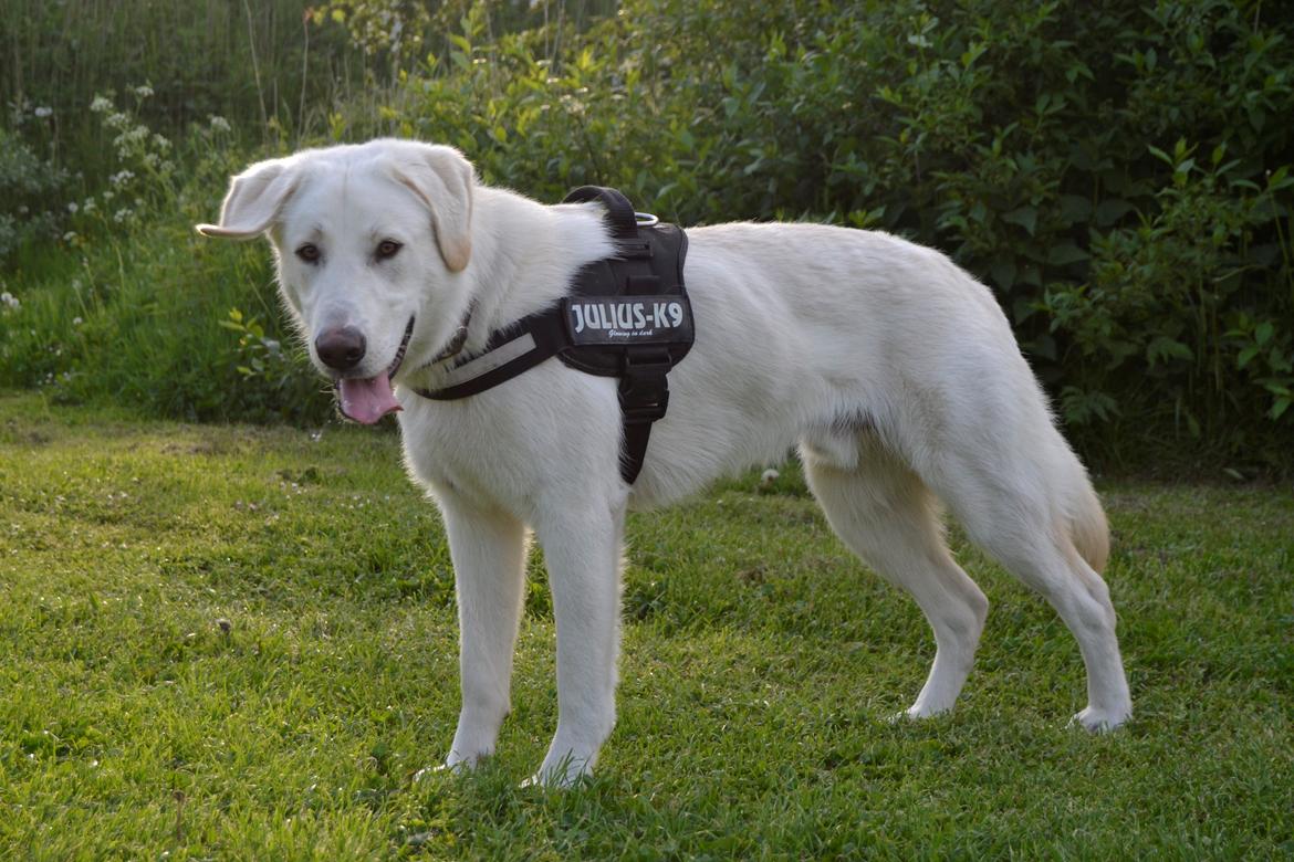 Blanding af racer Konrad - Labrador/Hvid Schæfer billede 6