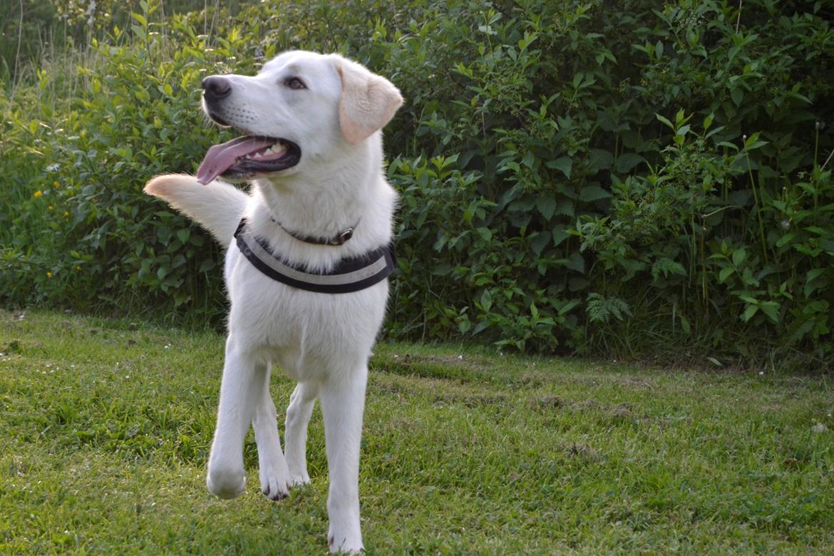 Blanding af racer Konrad - Labrador/Hvid Schæfer billede 3