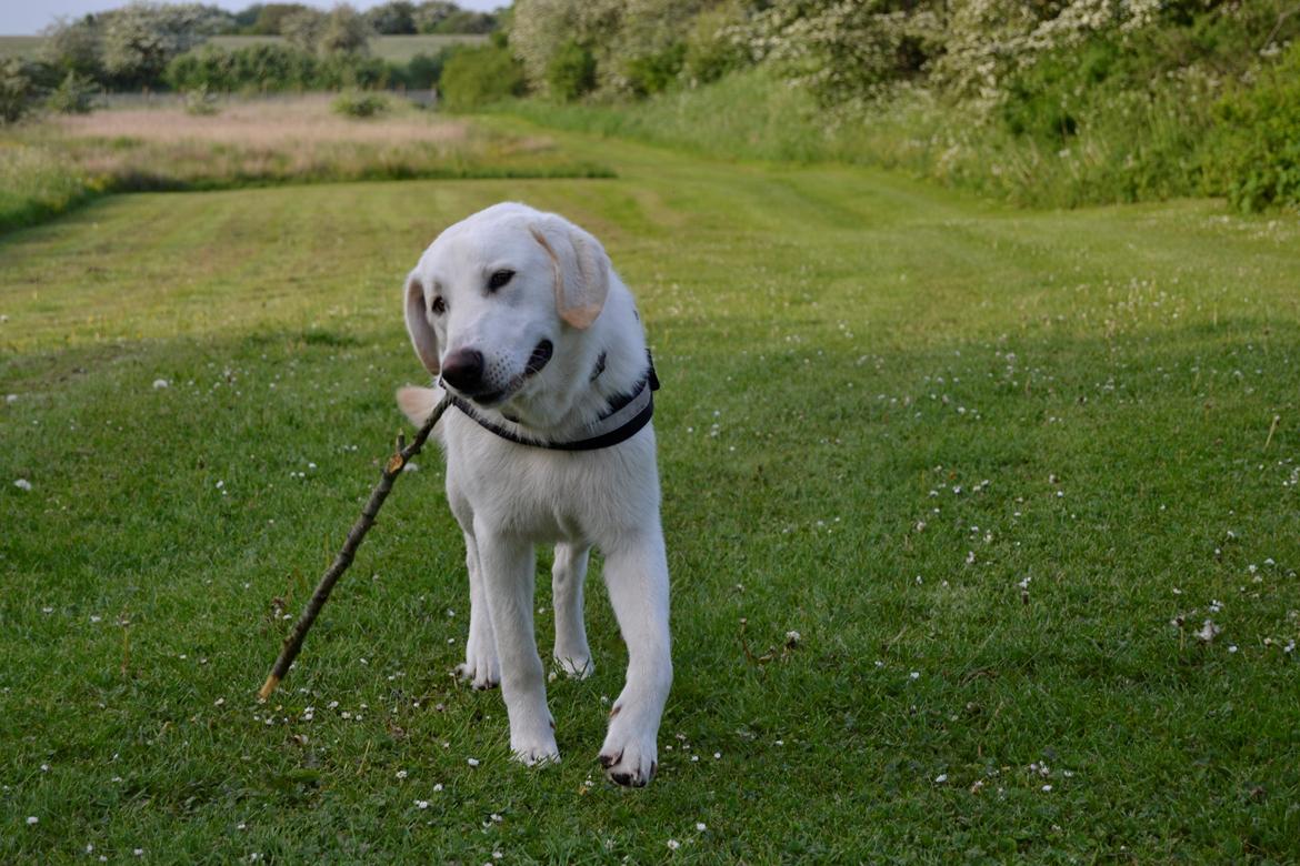 Blanding af racer Konrad - Labrador/Hvid Schæfer billede 17