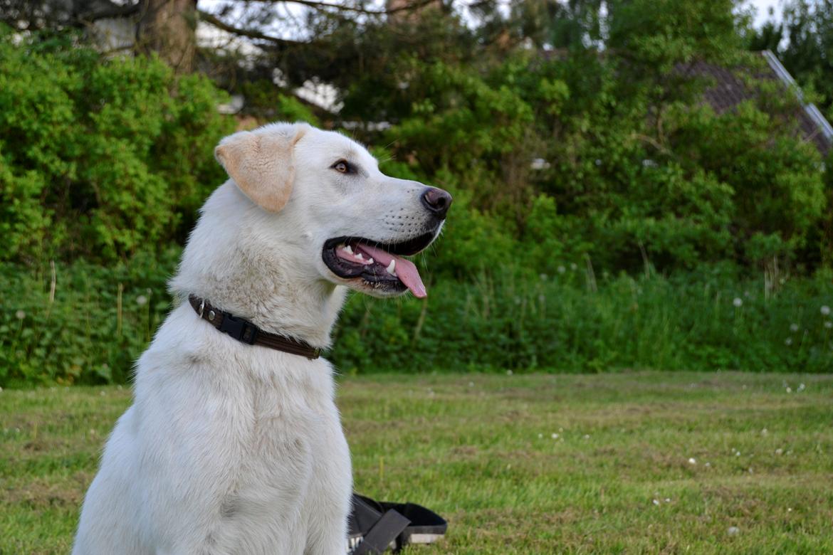 Blanding af racer Konrad - Labrador/Hvid Schæfer billede 5