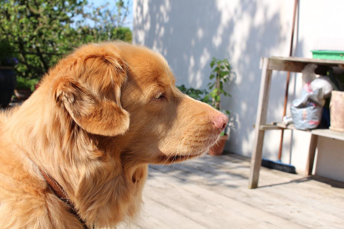 Nova scotia duck tolling retriever Simba - Velkommen til Simbas profil. Foto: Mig. 19/5 2014 billede 1