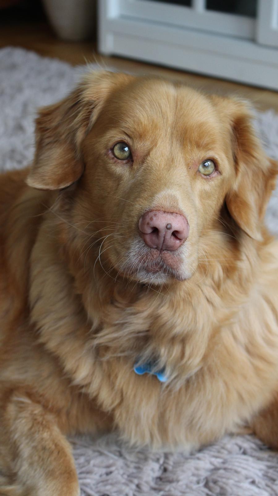 Nova scotia duck tolling retriever Simba - Smukkeste dreng.<3 Foto: Mor. 17/5 2014 billede 9