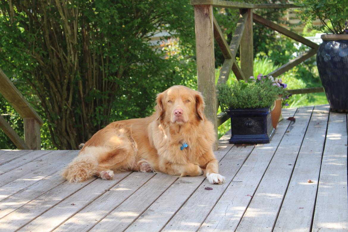 Nova scotia duck tolling retriever Simba - Tak fordi i kiggede forbi Simbas profil. Foto: Mig. 19/5 2014 billede 23