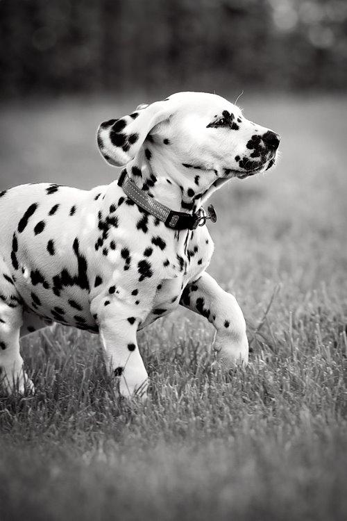 Dalmatiner Hugin (Spotdog's Everything Elegant) billede 32