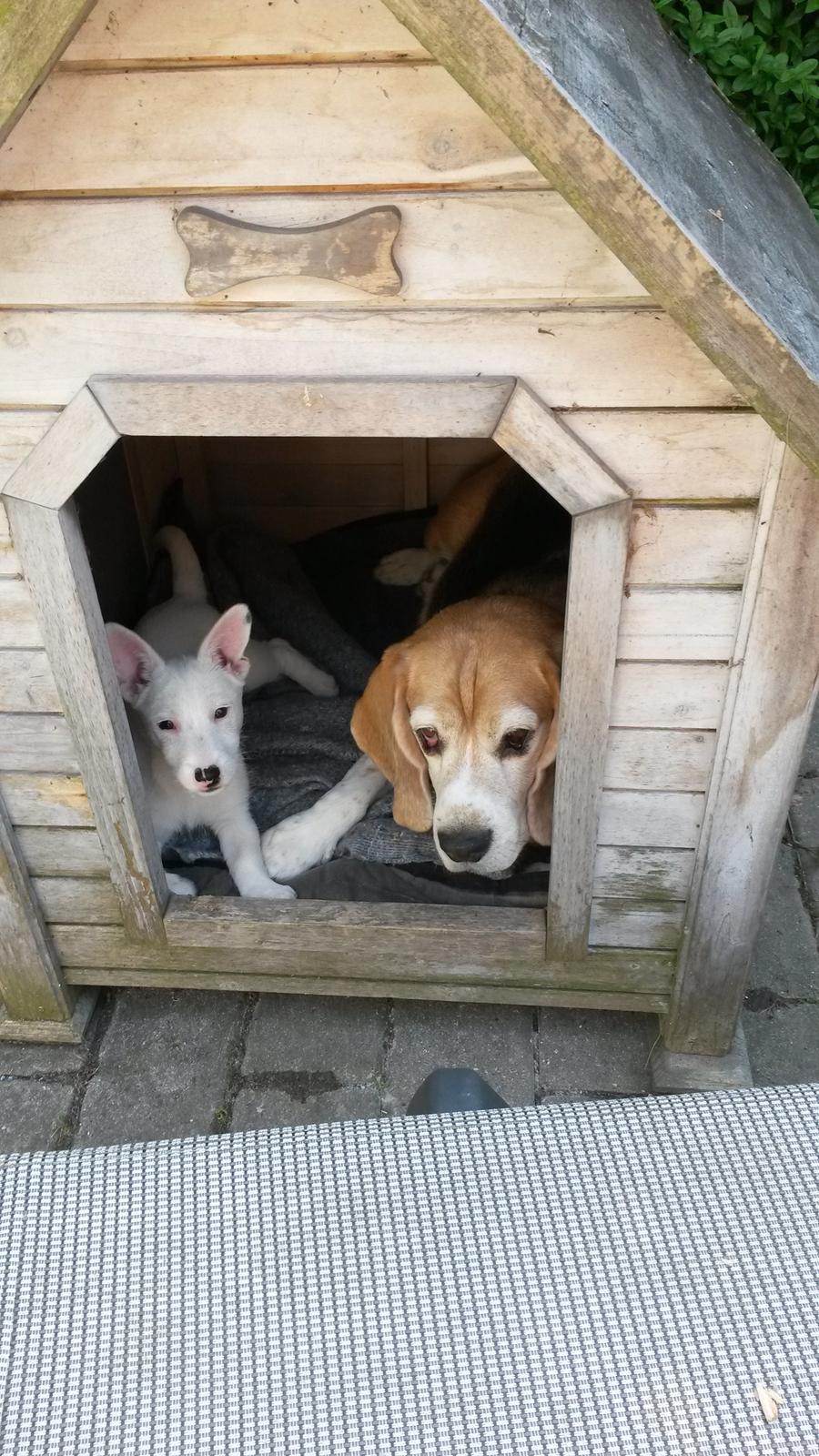 Jack russell terrier Viva billede 17