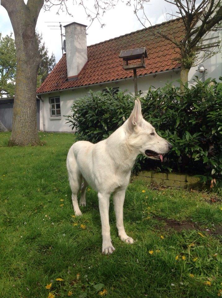 Hvid schæfer Homie billede 1