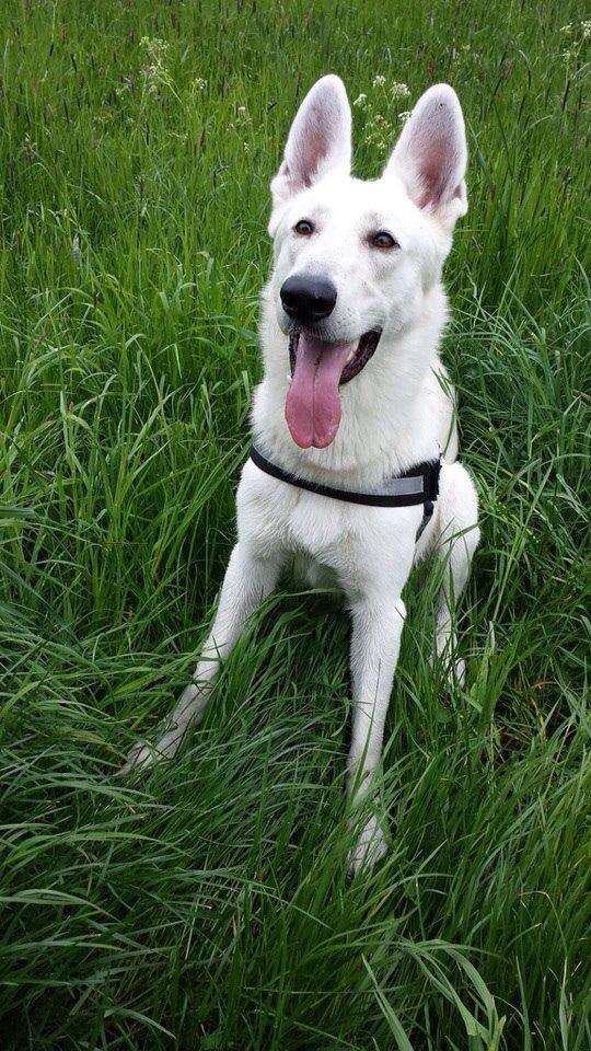 Hvid schæfer Homie billede 2