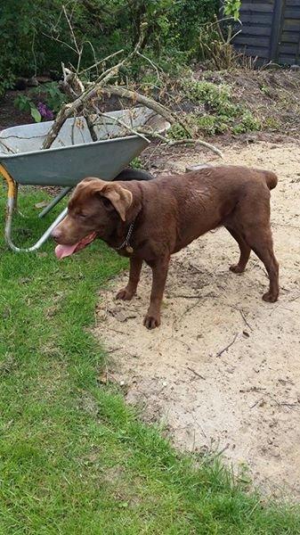 Labrador retriever Smilla billede 2