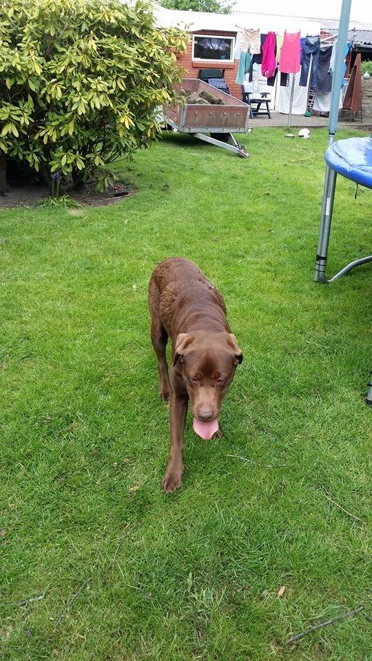 Labrador retriever Smilla billede 4