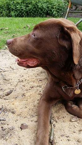 Labrador retriever Smilla billede 1