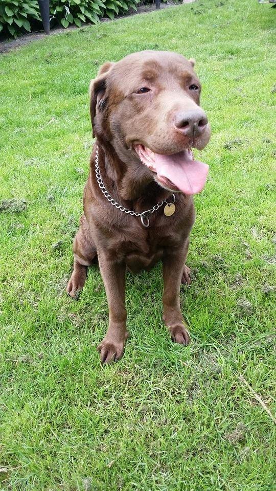 Labrador retriever Smilla billede 3