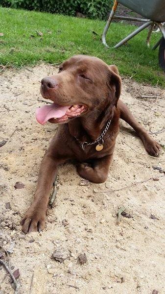 Labrador retriever Smilla billede 5