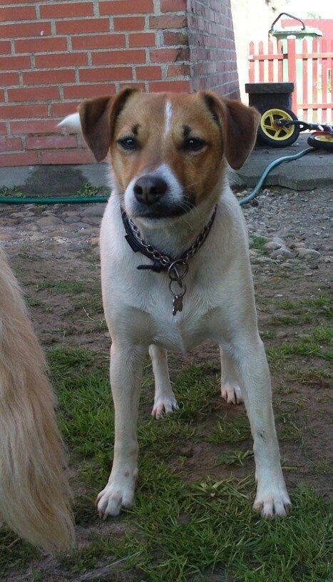 Dansk svensk gaardhund Otto - Otto d. 20/5-2014 billede 3