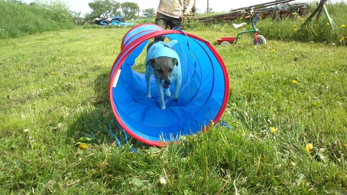 Dansk svensk gaardhund Otto - 21/5-2014 agility træning startet :o) billede 4