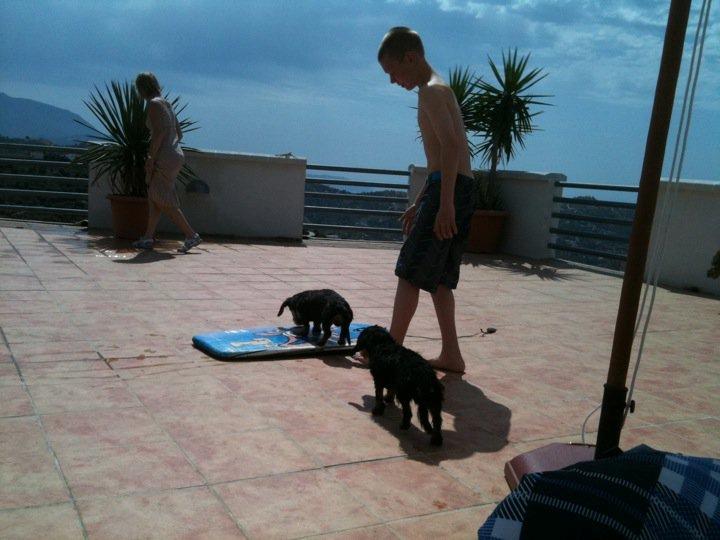 Miniature gravhund Egesgave's Wiggo billede 16