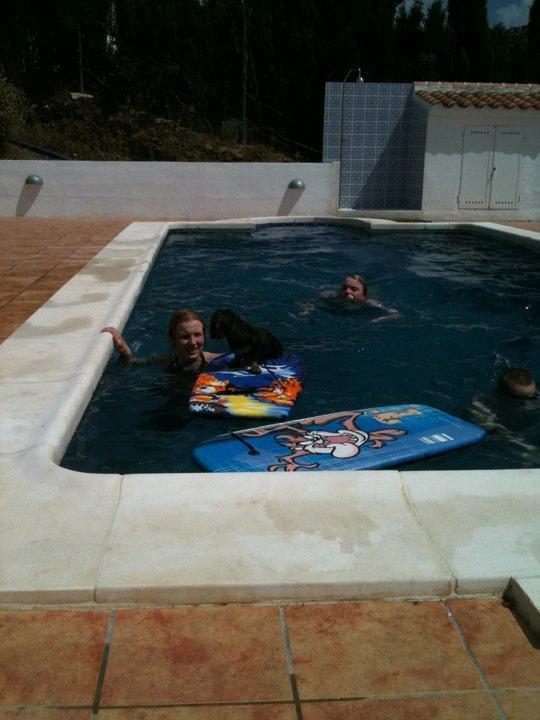 Miniature gravhund Egesgave's Wiggo billede 18