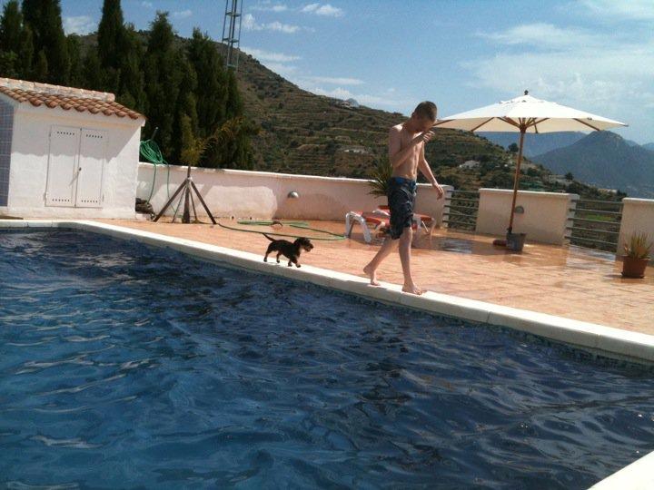 Miniature gravhund Egesgave's Wiggo billede 17