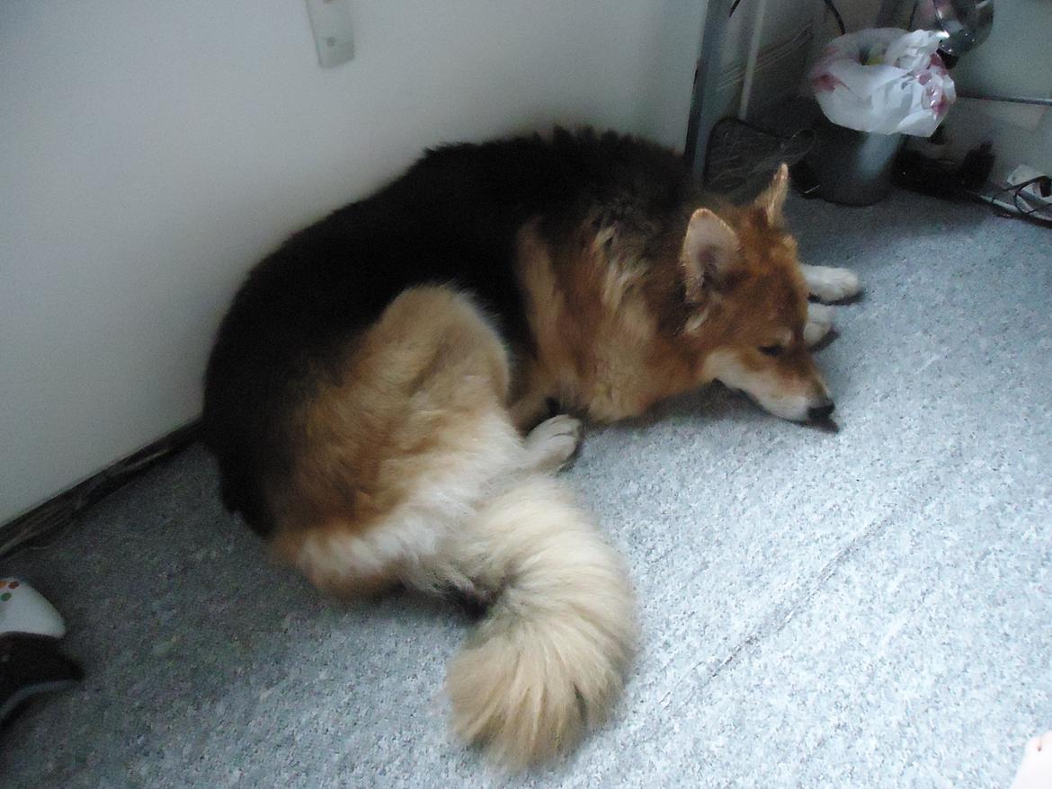 Blanding af racer Max - Schæfer/Siberian Husky billede 2