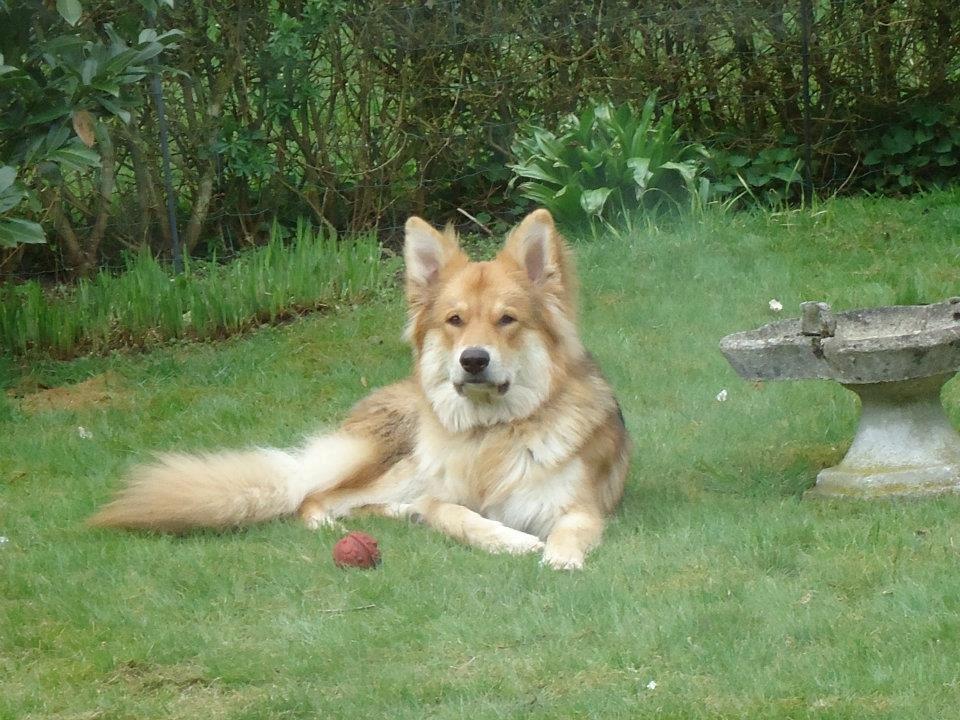 Blanding af racer Max - Schæfer/Siberian Husky billede 3