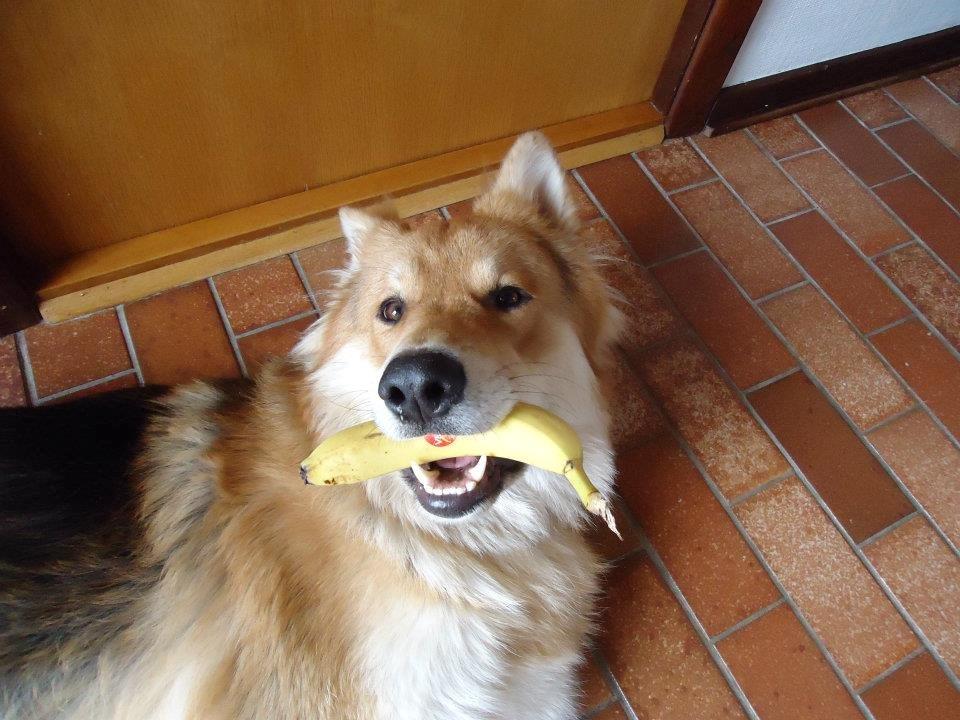 Blanding af racer Max - Schæfer/Siberian Husky billede 4