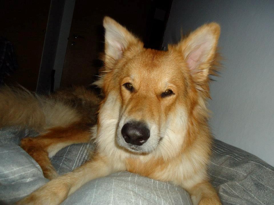 Blanding af racer Max - Schæfer/Siberian Husky billede 5