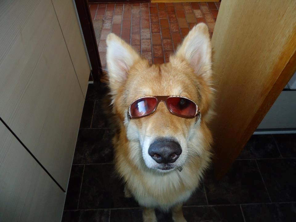 Blanding af racer Max - Schæfer/Siberian Husky billede 6