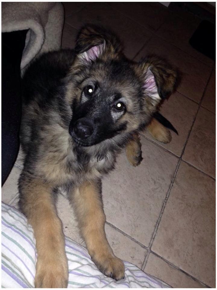 Schæferhund Bella billede 2