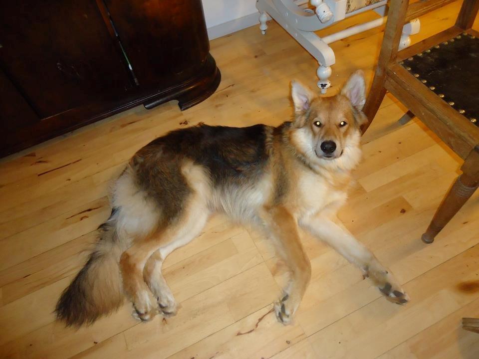 Blanding af racer Max - Schæfer/Siberian Husky billede 7
